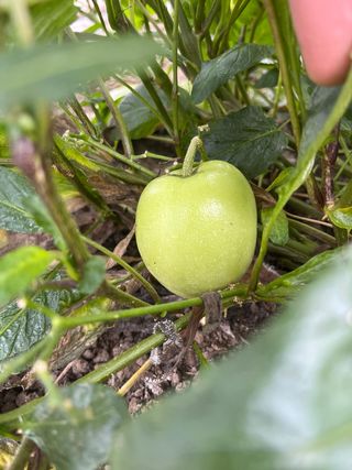 Pianta Melone Pepino