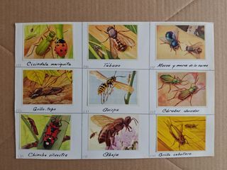 Cromos Félix el Amigo de los Animales