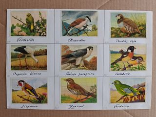 Cromos Félix el Amigo de los Animales