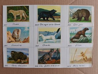 Cromos Félix el Amigo de los Animales