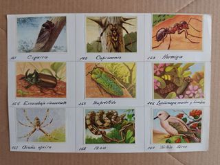 Cromos Félix el Amigo de los Animales