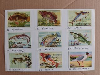 Cromos Félix el Amigo de los Animales