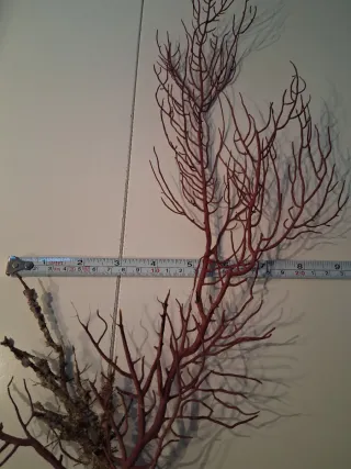 Gorgonia abanico de mar