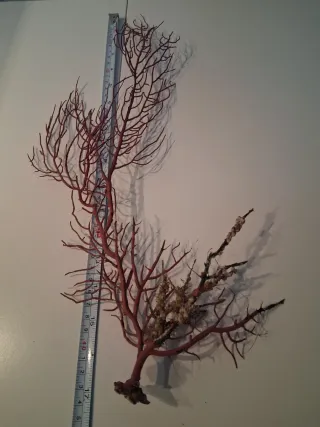 Gorgonia abanico de mar