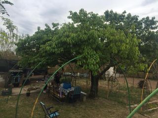 Huerto de 520 m. en Sabadell, zona de la Salut