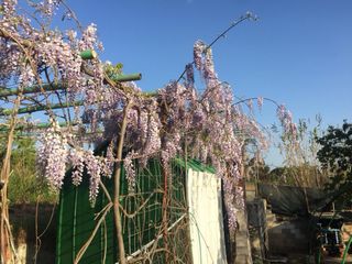 Huerto de 520 m. en Sabadell, zona de la Salut