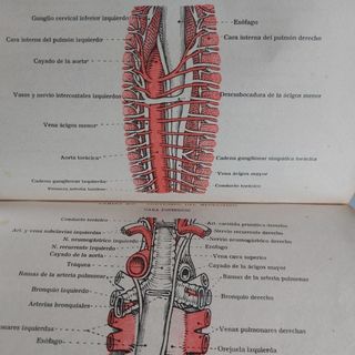 ATLAS DE ANATOMÍA Edición de 1934 Buen estado