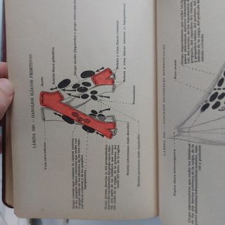 ATLAS DE ANATOMÍA Edición de 1934 Buen estado