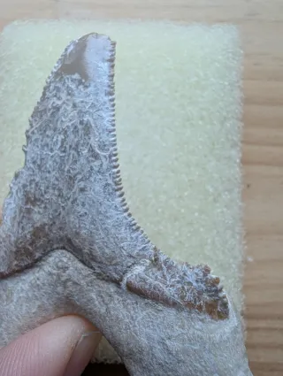 Diente de tiburón Otodus sokolovi fósil