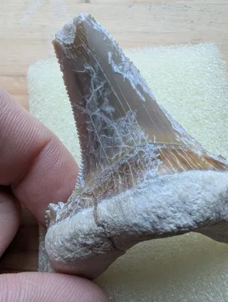 Diente de tiburón Otodus sokolovi fósil