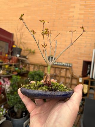 Bonsai y mini Acer Palmatum VARIEDADES