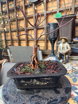 Bonsai y mini Acer Palmatum VARIEDADES