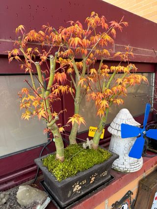 Bonsai y mini Acer Palmatum VARIEDADES