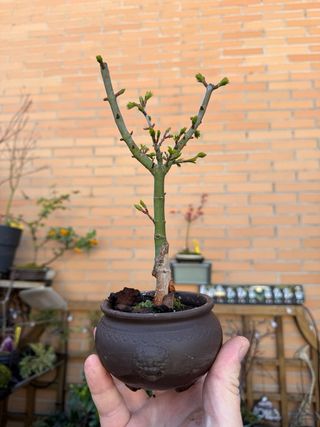 Bonsai y mini Acer Palmatum VARIEDADES