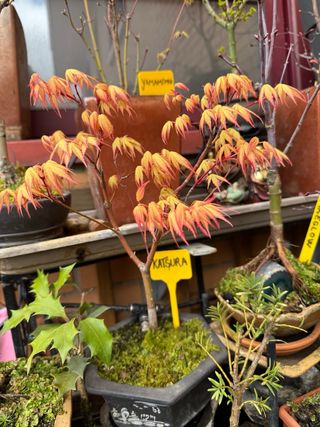 Bonsai y mini Acer Palmatum VARIEDADES