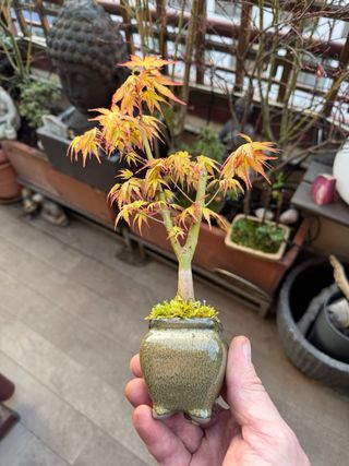 Bonsai y mini Acer Palmatum VARIEDADES