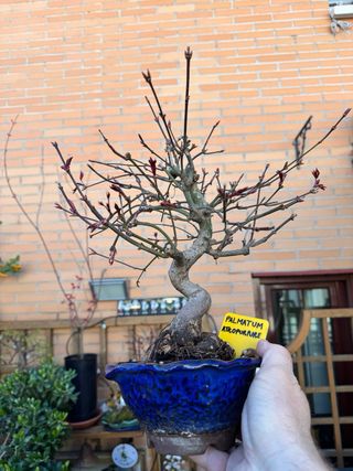 Bonsai y mini Acer Palmatum VARIEDADES