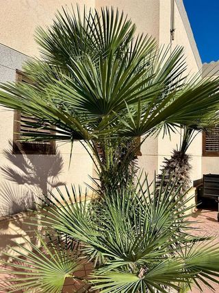 Chalet en venta en La Algoda - Matola - El Pla en Elche