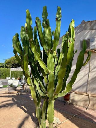 Chalet en venta en La Algoda - Matola - El Pla en Elche