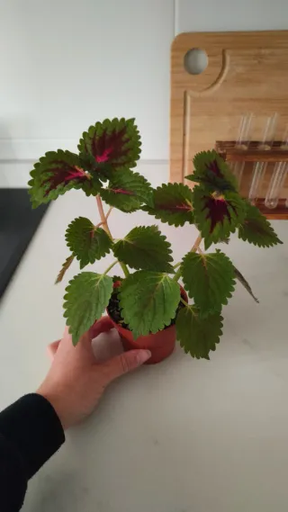 2 esquejes de Coleo en maceta