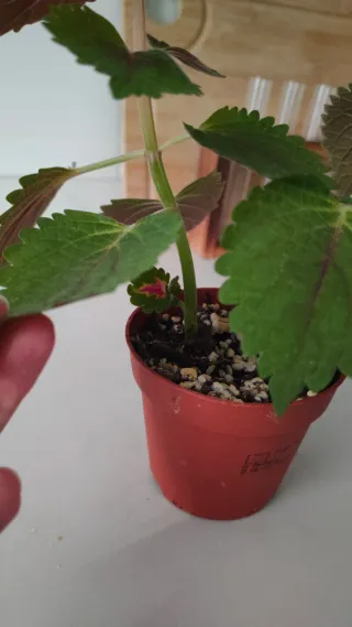 2 esquejes de Coleo en maceta