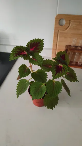 2 esquejes de Coleo en maceta