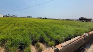 Terreno en venta en Alboraya Centro en Alboraya
