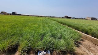 Terreno en venta en Alboraya Centro en Alboraya
