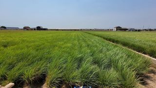 Terreno en venta en Alboraya Centro en Alboraya