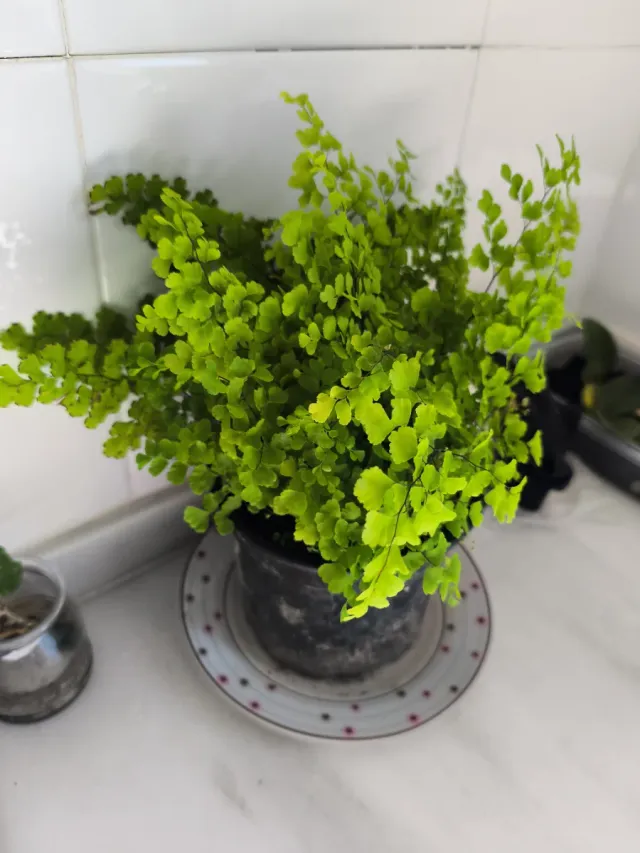 Planta de interior Helecho Culantrillo Adiantum