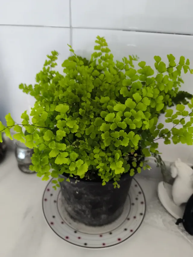 Planta de interior Helecho Culantrillo Adiantum