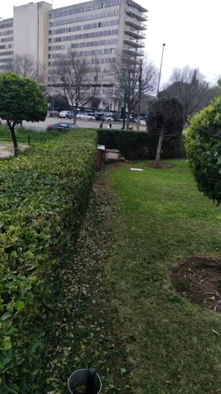 Se ofrece jardinero con experiencia