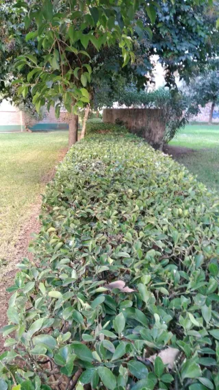 Se ofrece jardinero con experiencia