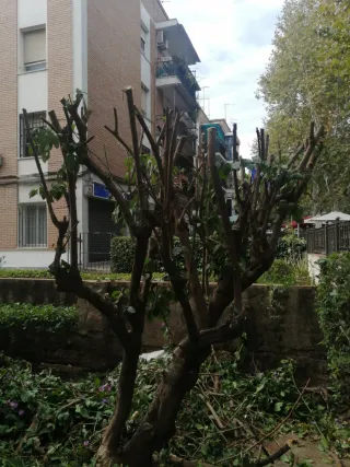 Se ofrece jardinero con experiencia