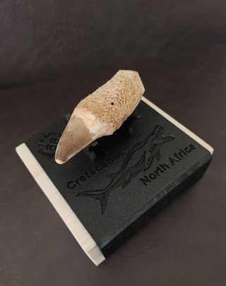 Expositor Premium Mosasaurus ¨´ EDICION LIMITADA¨¨