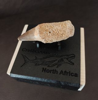 Expositor Premium Mosasaurus ¨´ EDICION LIMITADA¨¨