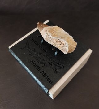 Expositor Premium Mosasaurus ¨´ EDICION LIMITADA¨¨