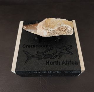 Expositor Premium Mosasaurus ¨´ EDICION LIMITADA¨¨