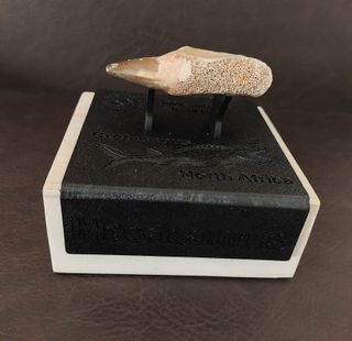 Expositor Premium Mosasaurus ¨´ EDICION LIMITADA¨¨