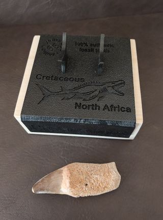 Expositor Premium Mosasaurus ¨´ EDICION LIMITADA¨¨