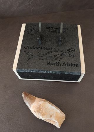 Expositor Premium Mosasaurus ¨´ EDICION LIMITADA¨¨