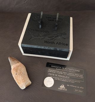 Expositor Premium Mosasaurus ¨´ EDICION LIMITADA¨¨