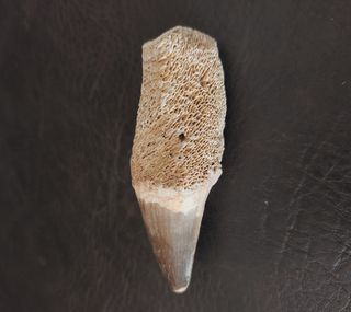 Expositor Premium Mosasaurus ¨´ EDICION LIMITADA¨¨