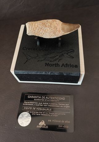 Expositor Premium Mosasaurus ¨´ EDICION LIMITADA¨¨