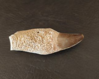 Expositor Premium Mosasaurus ¨´ EDICION LIMITADA¨¨