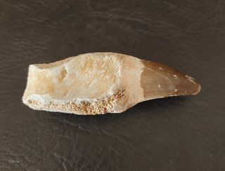 Expositor Premium Mosasaurus ¨´ EDICION LIMITADA¨¨