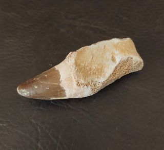 Expositor Premium Mosasaurus ¨´ EDICION LIMITADA¨¨