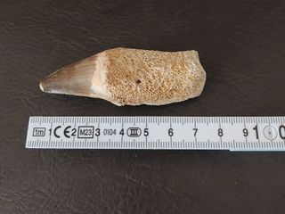 Expositor Premium Mosasaurus ¨´ EDICION LIMITADA¨¨