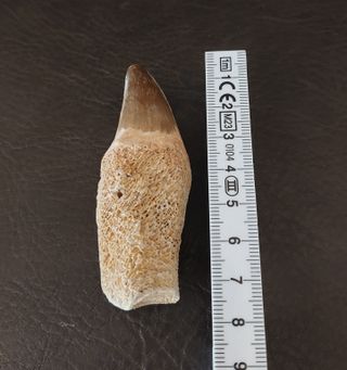 Expositor Premium Mosasaurus ¨´ EDICION LIMITADA¨¨