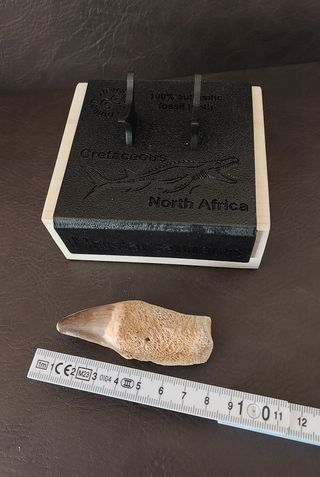 Expositor Premium Mosasaurus ¨´ EDICION LIMITADA¨¨